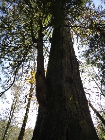 A big tree